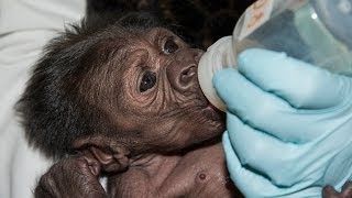 Baby Gorilla Bottle Feeding at the San Diego Zoo Safari Park [upl. by Pillihp804]