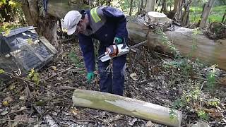 INPUTS eucalyptus coppice electric chainsaw renewable firewood [upl. by Clower466]