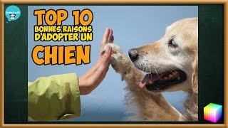 TOP des 10 excellentes raisons dadopter un CHIEN et convaincre parents  conjoint daccepter [upl. by Najib]