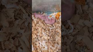 BABY HAMSTER 1 WEEK shorts hamsterbabies hamtaro breeding viral mamals babies [upl. by Eilyac774]