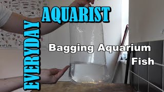 How To Bag  Transport Aquarium Fish [upl. by Higley]