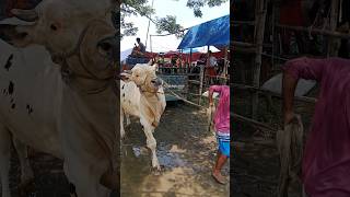 Cow unloading Big size Cow Cow video Part 51 shorts [upl. by Niehaus]