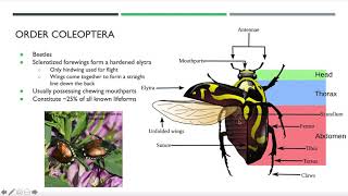 Insect Identification Webinar [upl. by Aslehc]