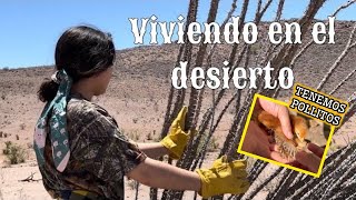 60🔥RESCATANDO OCOTILLOS🔥NUESTRA VIDA EN EL DESIERTO 🌵 [upl. by Fairman]