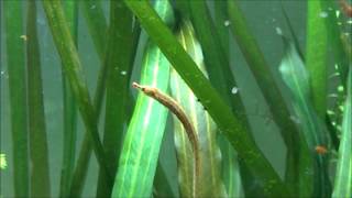 Freshwater Pipefish Eating Daphnia Enneacampus ansorgii [upl. by Eimmelc]