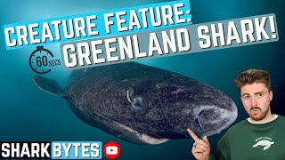 Creature Feature Greenland Shark [upl. by Leirda]