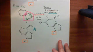 Transcription Factors Part 3 [upl. by Steddman634]