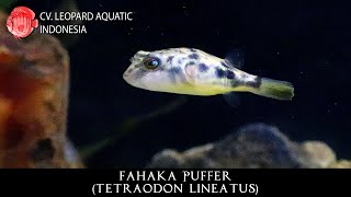 Tetraodon lineatus The EXOTIC Fahaka Puffer Leopard Aquatic P006B [upl. by Hetty]