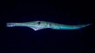 Facts The Cornetfish [upl. by Vizza505]