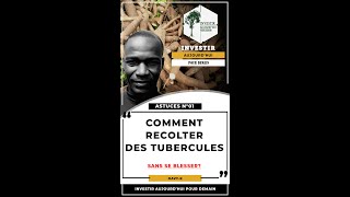 COMMENT RECOLTER LES TUBERCULES DE MANIOC SANS SE BLESSER [upl. by Odraude644]