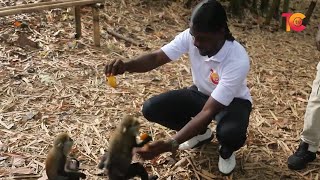 Tour at Dormaa Duasidan monkey sanctuary and eco tourism [upl. by Zurheide]