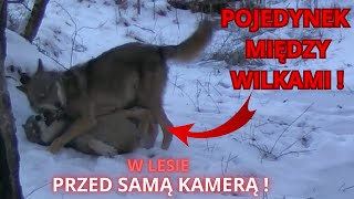 WILKI GRYZŁY SIĘ W LESIE PRZED SAMĄ KAMERĄ [upl. by Marentic]