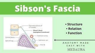 Sibson’s Fascia  Thorax Anatomy  First year MBBS  MedAura [upl. by Cacilia]