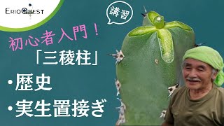 【初心者入門】サボテンの接ぎ木講習 三凌柱 [upl. by Norita]