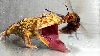 Give the frog the queen of the giant hornet  Pacman frog  African bullfrog【LIVE FEEDING】 [upl. by Ortrud961]