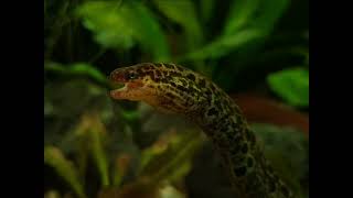 Gymnothorax polyuranodon  Freshwater moray  Tiger moray  Süßwassermuräne xenoaquaria [upl. by Burra518]