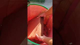 👉कोकोपीट उपयोग करने का सही तरीका  How to use Cocopeat in right way gardening cocopeat shorts [upl. by Sivram381]