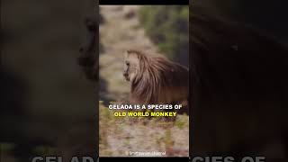 LIFE EDGE😎GELADA MONKEYS🐒FASCINATING GRASS EATING🤔PRIMATE shorts amazing ytshorts facts viral [upl. by Devonne]