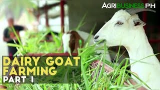 Dairy Goat Farming Part 1  Dairy Goat Farming in the Philippines  Agribusiness Philippines [upl. by Adaliah786]