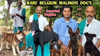 BELGIAN MALINOIS Puppys  Direct Imported Dogs  Puppys For Sale  Rare Colour  4K [upl. by Salvatore351]