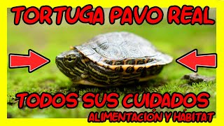 CUIDADOS COMPLETOS DE LA TORTUGA PAVOREAL  CUIDADOS TRACHEMYS VENUSTA [upl. by Aileve670]