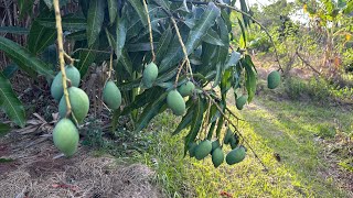 Yikes Dry Farming Fruit Trees In Drought  April 27 2024 [upl. by Editha49]