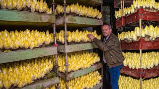 How to Cultivate Millions of Golden Vegetable Buds in Dark Room  Belgian Endive Farming and Harvest [upl. by Frechette]