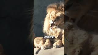 Why do lions roar wildanimals wildlife lions [upl. by Anitsrik]