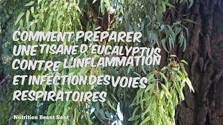 Comment préparer une tisane dEucalyptus contre lInflammation et infection des voies respiratoires [upl. by Yrrehc]