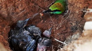 Asian Bee Eater feeding Fire Dragon  Baby birds feeding in Asian bee eater nest day 1 [upl. by Atikal]