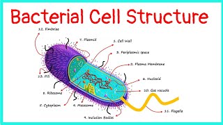 Bacterial Cell  Structure  Functions [upl. by Annair262]