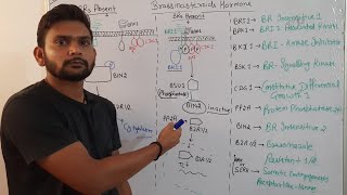 Brassinosteroids signalling pathwayPhytohormoneCSIR NET in Hindi [upl. by Yaffit]