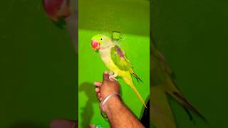 How to handtame a parrot birds pet shorts viral [upl. by Anaeirb]