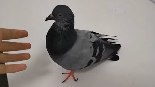 Pigeon Singing Cooing Sound [upl. by Malca]