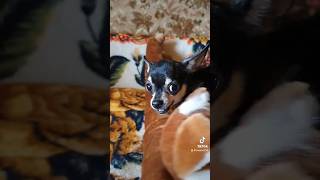 She is cute 🥹 angry 😡she is chihuahua 🐶 chihuahuaoftheday chihuahuaworld cutedog cutedog [upl. by Ahsinaj]