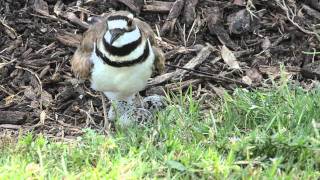 Killdeer pair protecting their nest [upl. by Faydra]