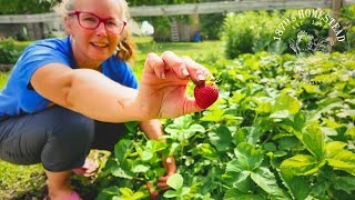 Full Garden TOUR  Early June  Lets Plant More [upl. by Anpas]