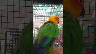 Galiff Street Cheapest Exotic Bird Market West Bengal  26th May 2024 shorts shortsfeed [upl. by Kosel862]