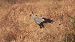 Sagittarius serpentarius  secretario  secretary bird [upl. by Amarette]