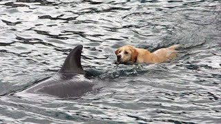 Tory Island Dog amp Dolphin [upl. by Sion991]