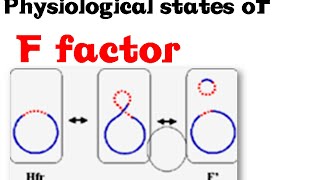 F plasmid  F F F prime and hfr [upl. by Reld]