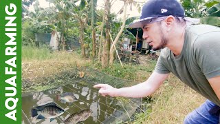 Fish Pond Predator Control  Birds Barrier  Aquafarming [upl. by Olemrac]