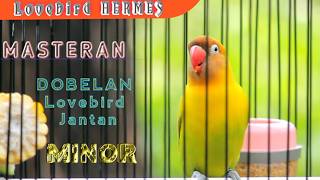 MASTERAN Lovebird Jantan KONSLET  Lovebird HERMES 🔵 1 Jam Full Non Stop [upl. by Annyrb]