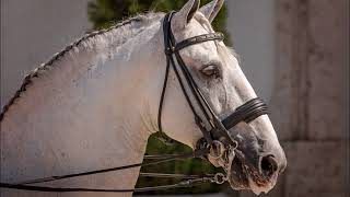 Lusitano Horses of Portugal by Linda Wiesner [upl. by Eleahcim627]