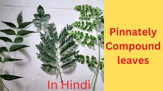 Pinnately Compound leaf what is itUnipinnateBipinnateTripinnatedecompound In Hindi [upl. by Moon]