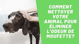 Comment nettoyer votre animal pour éliminer lodeur de moufette  SOS Odeurs [upl. by Malti]