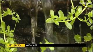 Bacopa pour mémoire et acouphène par Raymond Lucas [upl. by Eivol162]