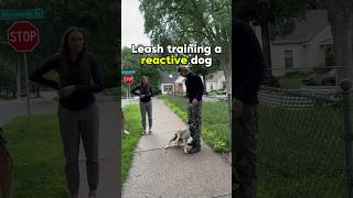 Leash training for a reactiveaggressive dog✅ dog dogreaction reactivedog [upl. by Budding]