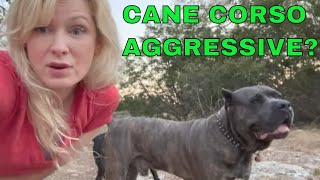 Is a CANE CORSO dog more AGGRESSIVE than a PITBULL [upl. by Sutherlan710]