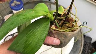 ORCHID CARE HOW TO REBLOOM AN ORCHID WITH A BROKEN SPIKE [upl. by Kitchen]